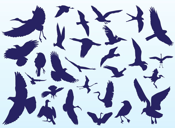 Bird Silhouettes In Flight