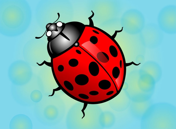 Lady Bug Vector