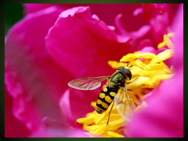 Honey Bee Flower