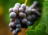 Grapes Cluster