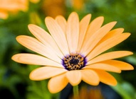 Orange Flower Wallpaper