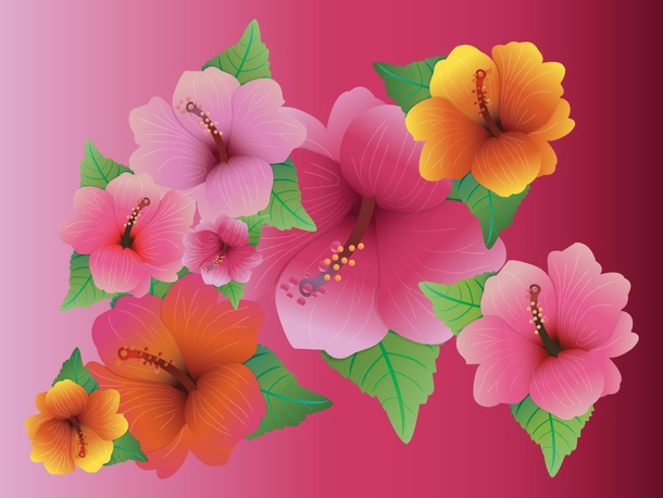 Beautiful Hibiscus Flowers