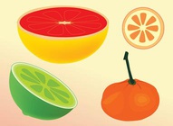 Citrus Vectors