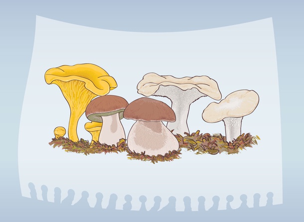 Mushroom Graphics