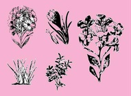 Flower Sketches