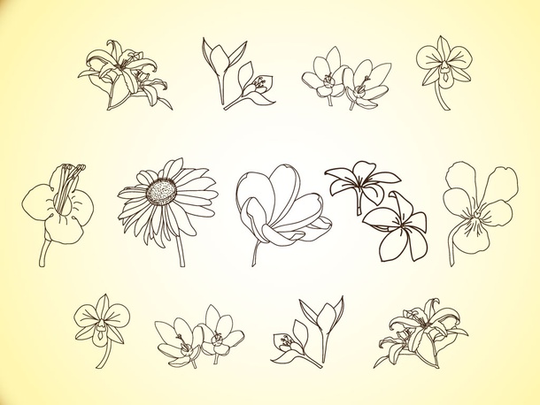 Vector Flower Line Illustrations