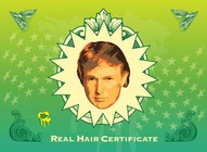 Donald Trump's Hair