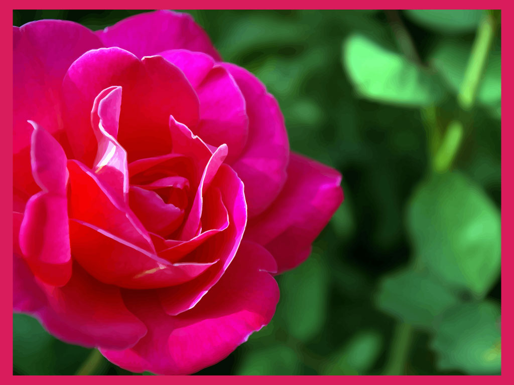 beautiful pink rose flower images